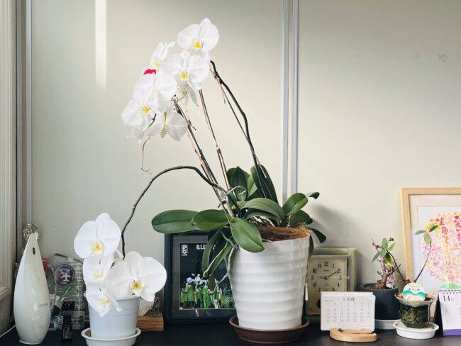 胡蝶蘭に、毎朝元気をもらっています